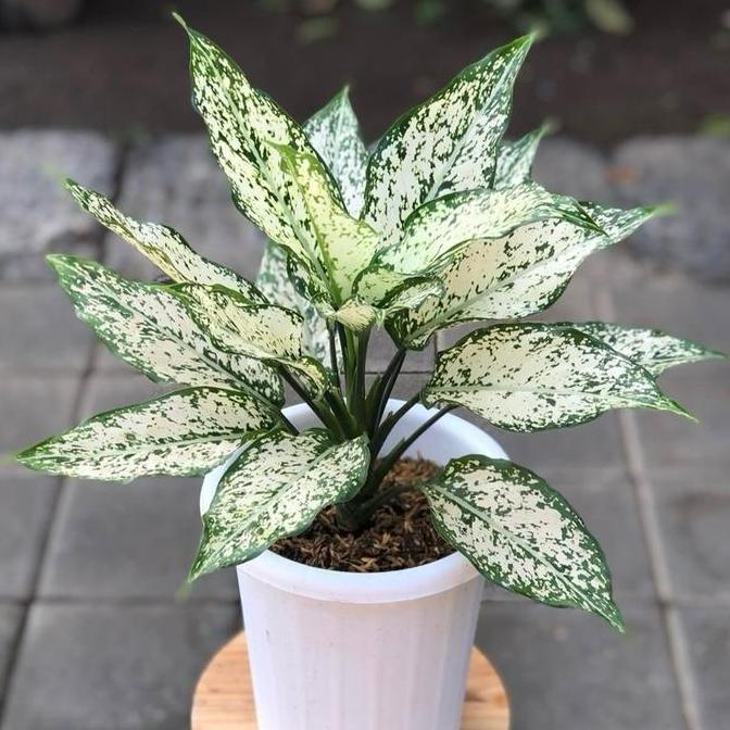 PROMO Tanaman Hias Aglonema Snow White Dewasa - Aglonema Snow White Ukuran Dewasa