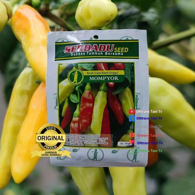 PROMO benih cabe rawit unggul MOMPYOR 10gr