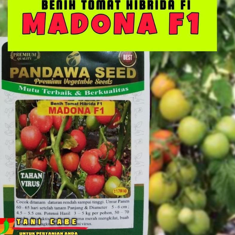 Benih Tomat Madona F1 Premium Pandawa Seed