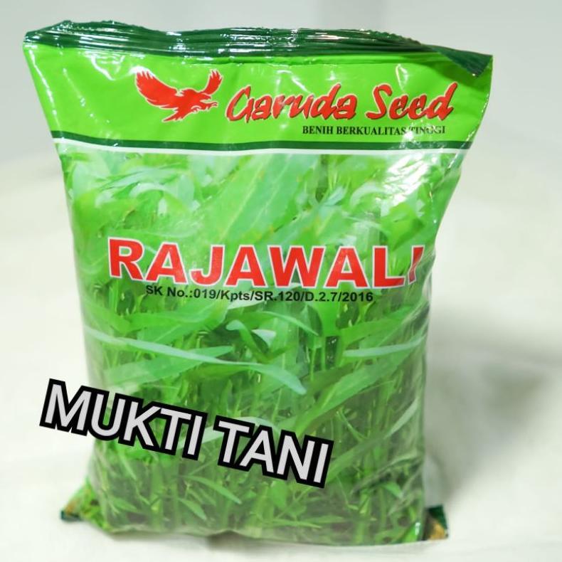 Benih kangkung Rajawali @1kg | bibit kangkung daun lebar rajawali 1 kg