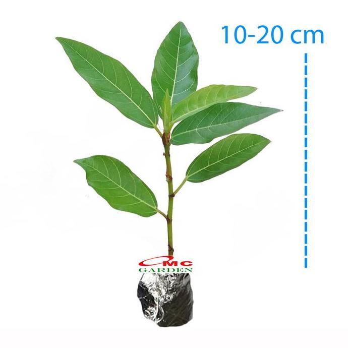 *#*#*#] Bibit Pohon Loa Bahan Bonsai Mame Ficus Racemosa Tanaman Peneduh 1020