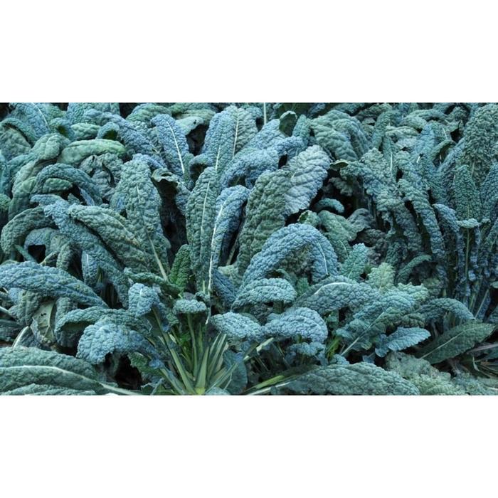 (Termurah) Mara Seeds - Kale Cavolo Nero (Lacinato) (125 Seeds) Bestseller