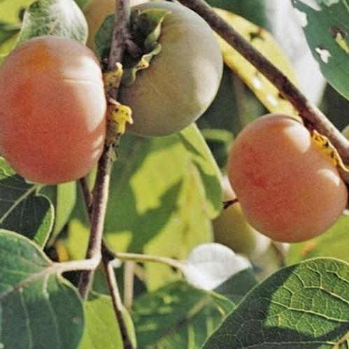 Bibit murah okulasi buah kesemek jepang | Pohon Kesemek fres FLAS SALE