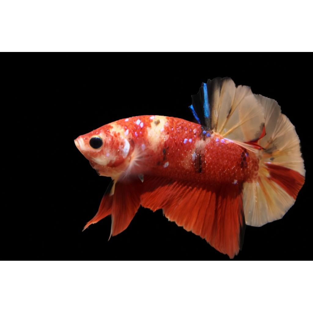 cupang multicolor dijamin TOP GRADE