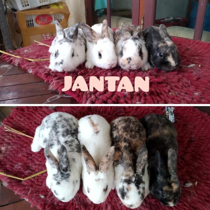 Terlaris Kelinci Rex Bulu Karpet