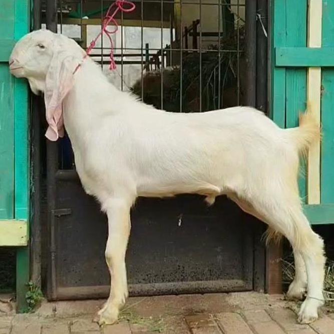 Terlaris Kambing Qurban / Kambing Etawa / Kambing Jantan / Aqiqah / Domba