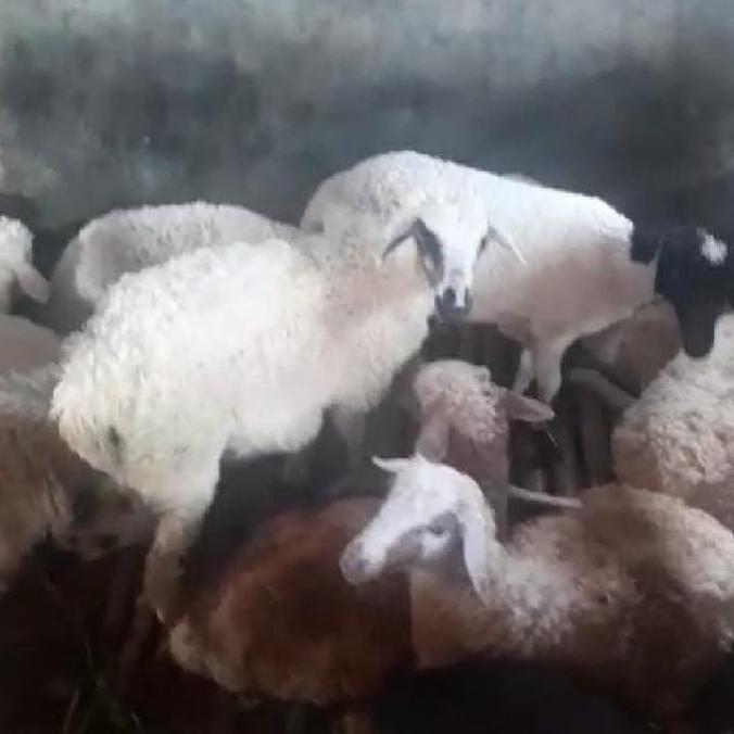 Terlaris Bahan Domba Betina Dan Jantan