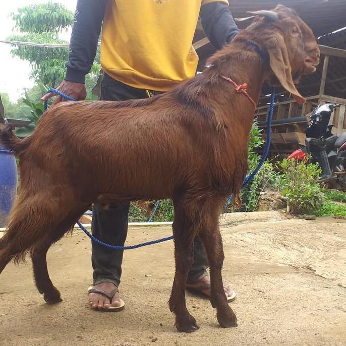 Terlaris Kambing Kurban Ekonomis Grade A Garansi Hewan