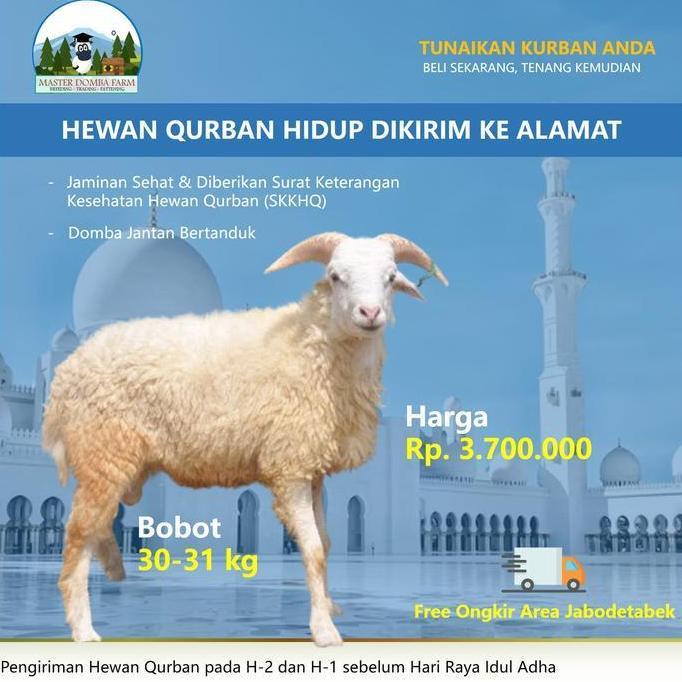 Terlaris Sale Hewan Qurban Domba / Kambing Kurban Bobot 30 Kg
