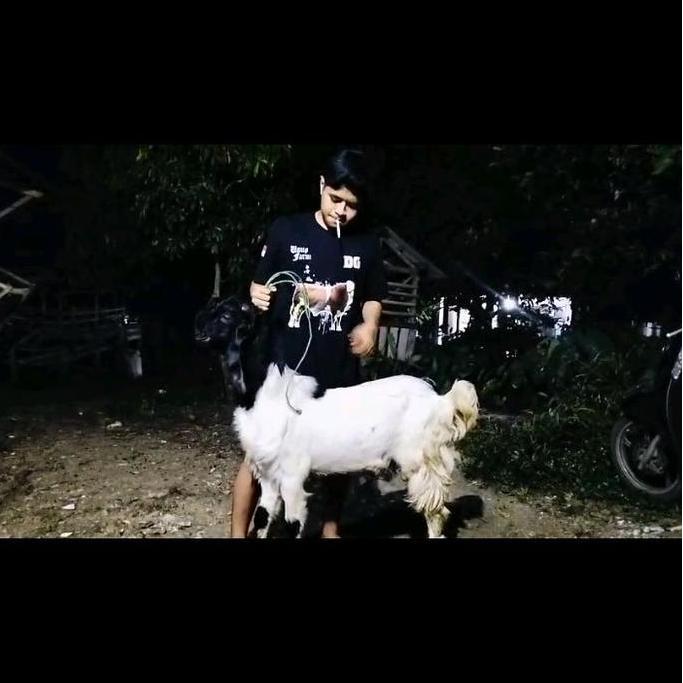 Terlaris Hewan Kurban Sehat Dan Bergaransi - Kambing Kurban Sedang B Daging Frozen