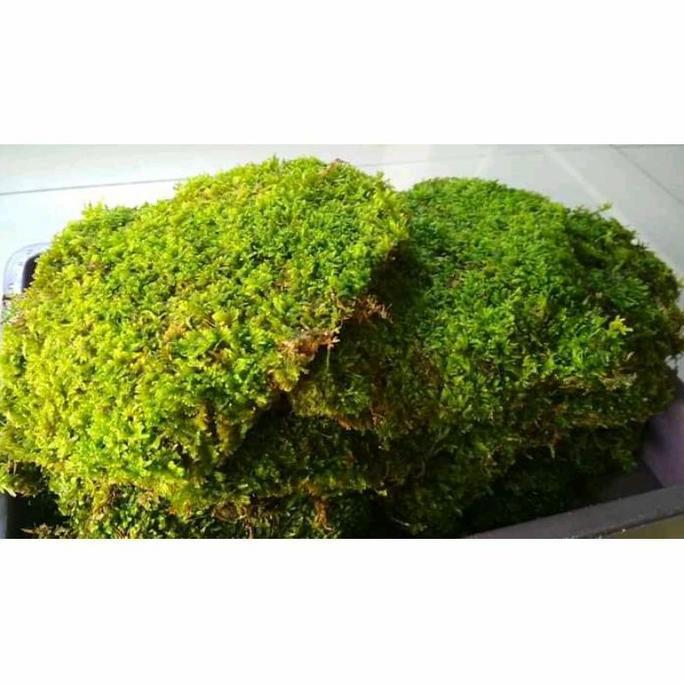 forest moss~moss darat~lumut hidup~media tanam~bobot 1kg murah