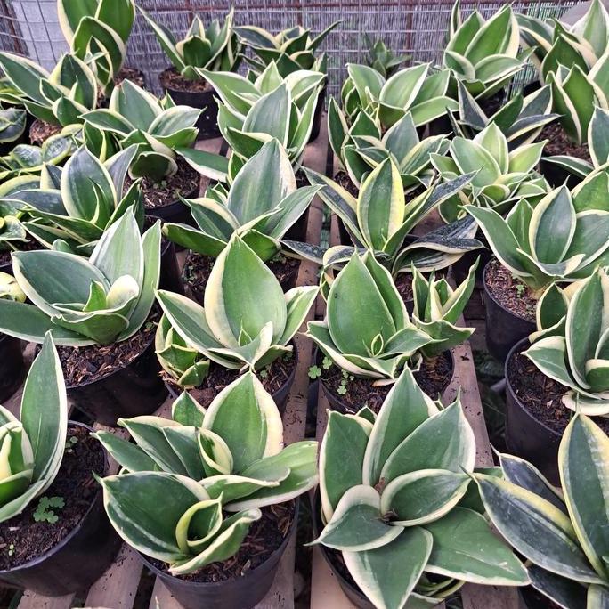 Gardensw- Sansivera Pagoda/Lidah Mertua/Sansivera