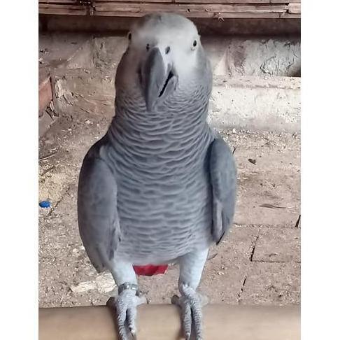 VERSELE LAGA FORMA DROPS 15 ML VITAMIN TETES MATA BURUNG MENJADIKAN MATA BURUNG LEBIH JELAS [terbaik