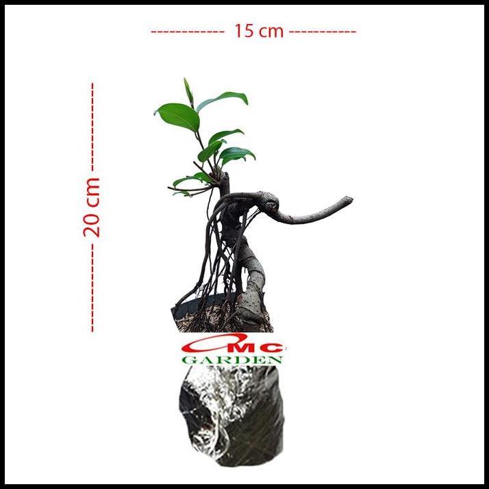 TERLARIS BONSAI BERINGIN LOKAL LOCAL IPRIK KIMENG FICUS MICROCARPA B-BR-005