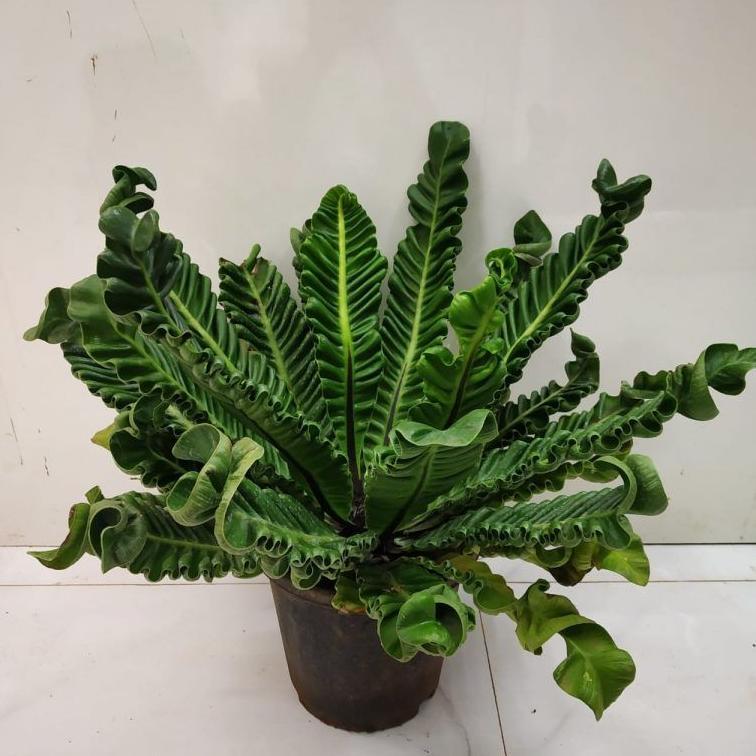 ARN Bisa -lasagna jumbo - asplenium cobra - kadaka lasagna - kadaka kobra jumbo -kadaka keriting
