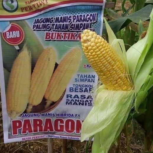 Allthebest- Benih / bibit Jagung manis Paragon