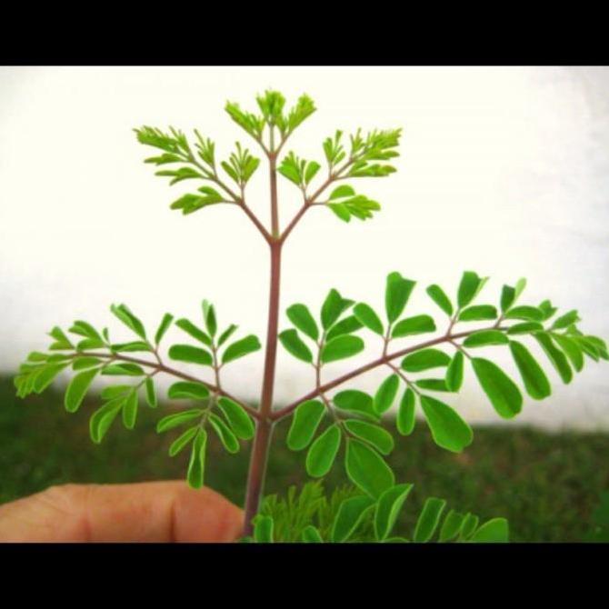 Allthebest- Stek 5 batang pohon kelor merah tanaman herbal