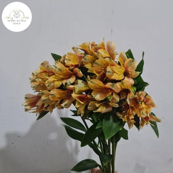 Bunga Elegan Astromeria Bunga Potong Import Fresh - Cocok untuk Variasi Buket & Buket Bunga Import -