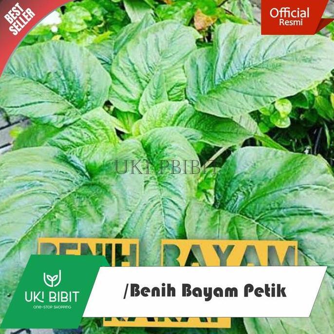 Tmn- ( 10 Gram ) Benih Biji Bayam Petik | Bayam Kakap | Bayam Daun Lebar