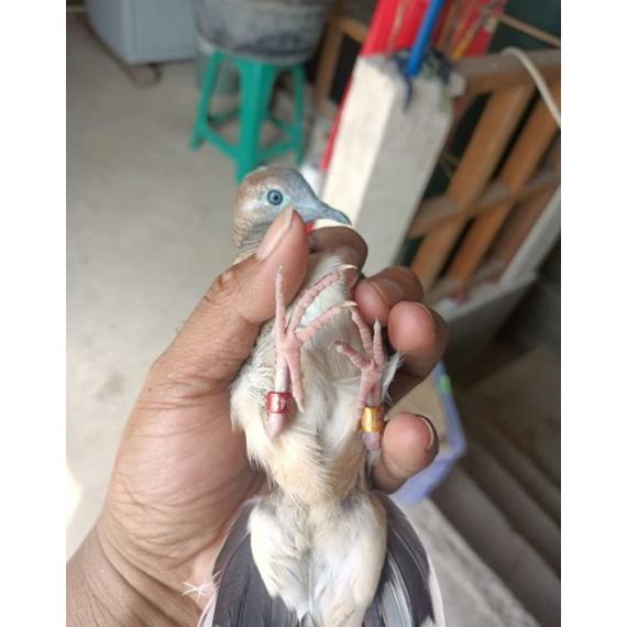 [SF] Perkutut Bangkok Irama Ring Dobel Trah Gantangan