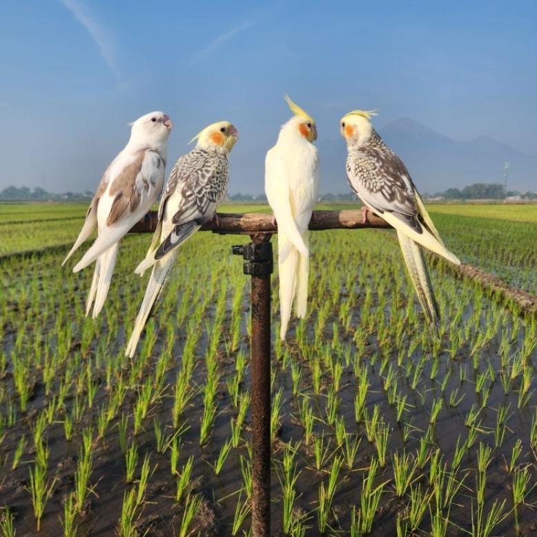 -VY- FALK PARKIT AUSTRALIA AMAN UNTUK MAINAN ANAK GREY PIED/ PEARL MUTIARA FREE FLY