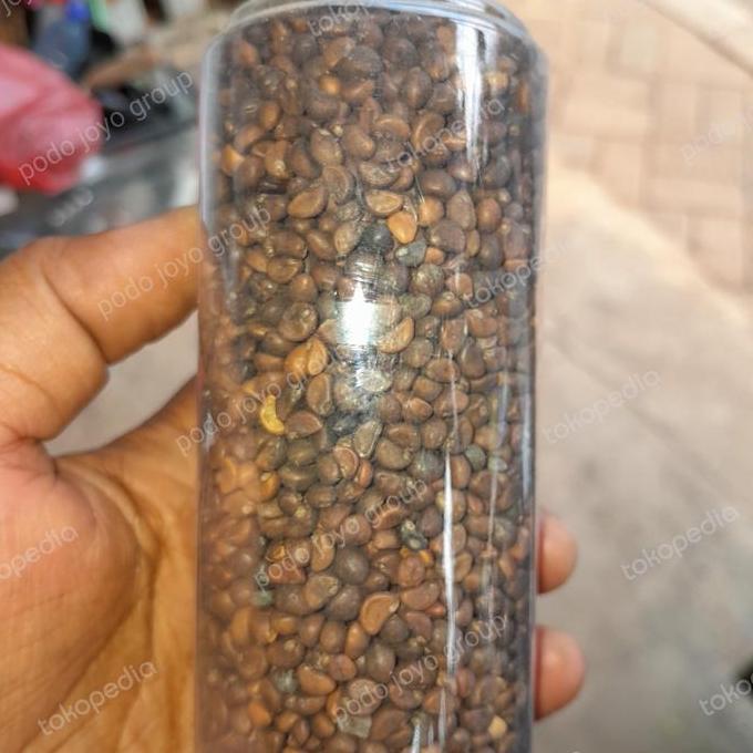 bibit kangkung /benih super