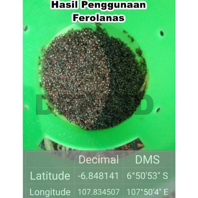 Fero Lanas Feromon Pengendali Hama Boleng Tanaman Ubi Jalar FeroLanas