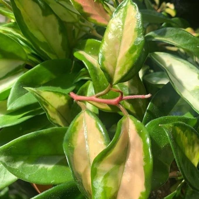 Tanaman hias pot gantung hoya cornosa tricolor | hoya tricolor