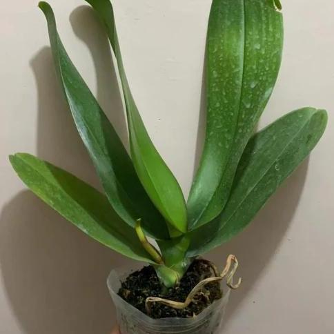 pohon anggrek bulan.