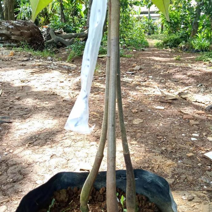 tanaman pohon buah duren musangking