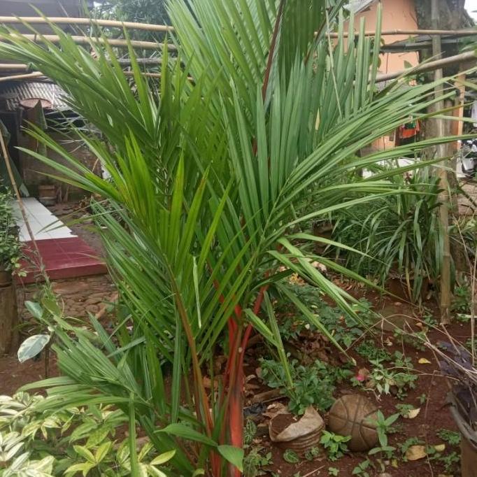Tanaman hias, Pohon Palem Merah ukuran 2 meter + pot hitam.