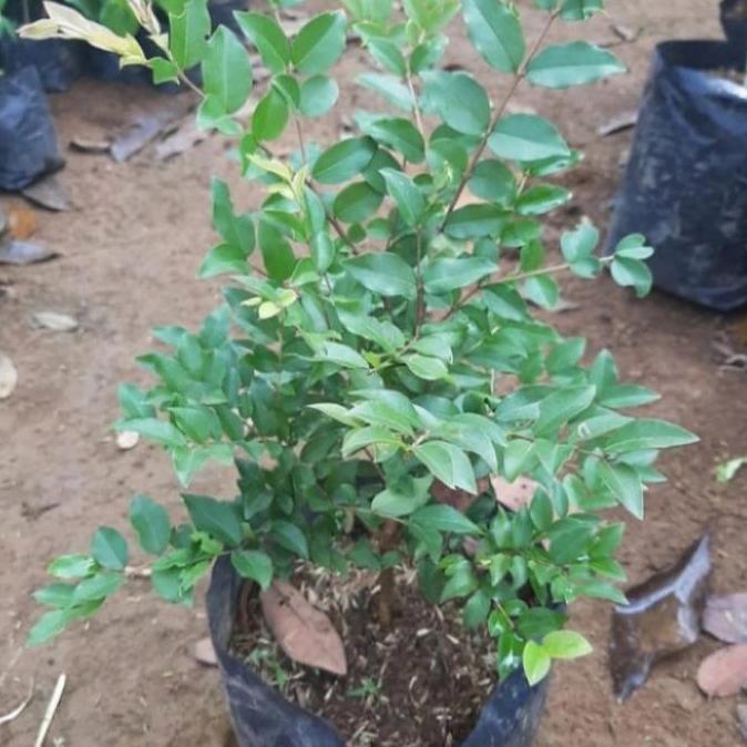 pohon anggur brazil bibit tanaman pohon anggur brazil