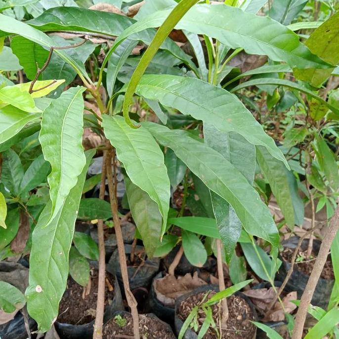 tanaman pohon buah alkesah | sawo mentega