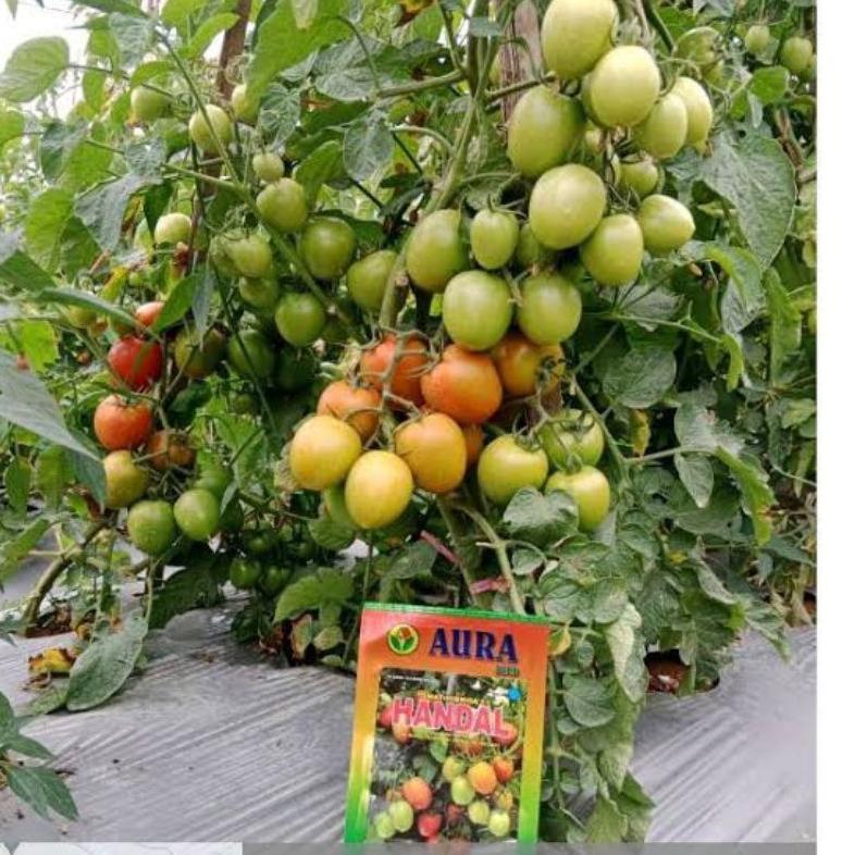 Benih Bibit Tomat Handal F1 (Cocok ditanam di dataran rendah sampai menengah produksi tinggi dan Pan