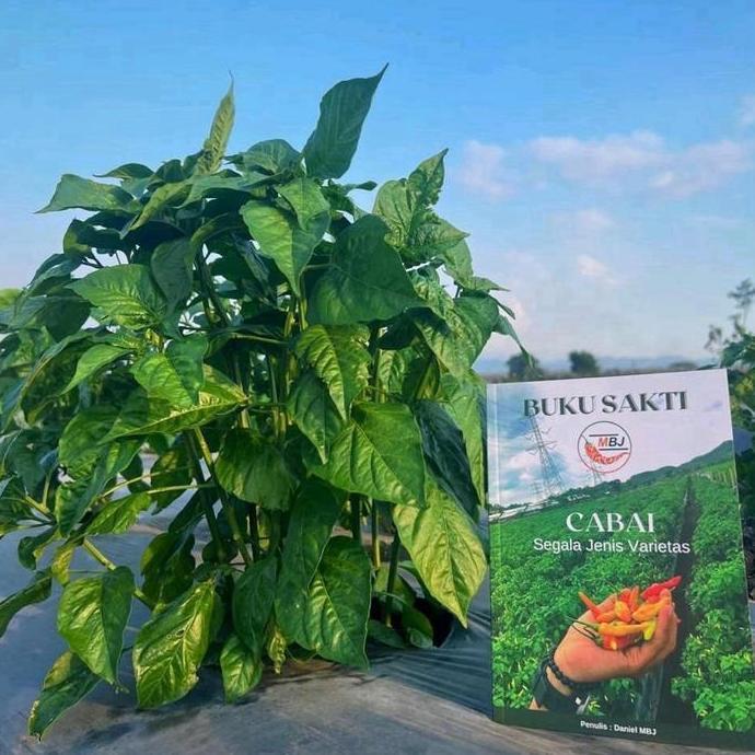 Buku Sakti Seniman Pertanian - Panduan Lengkap Budidaya Cabe Segala Varietas - Belum Ada Selengkap I