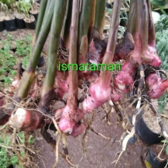 tanaman lengkuas merah
