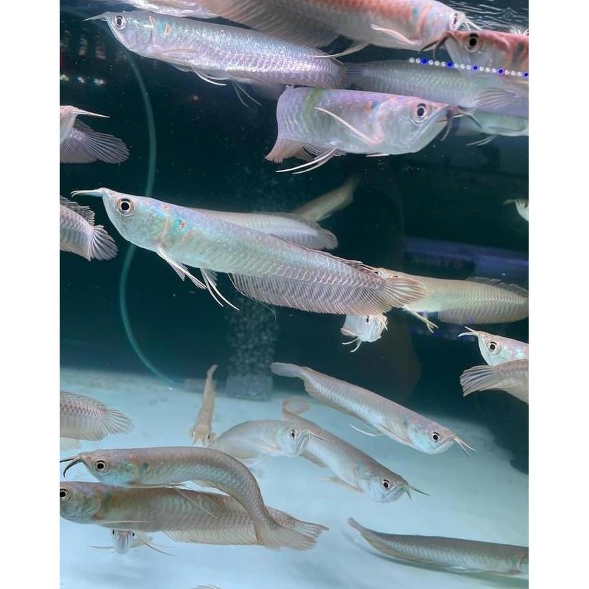 Arwana Silver -+15cm/ecer/grosir/area bali