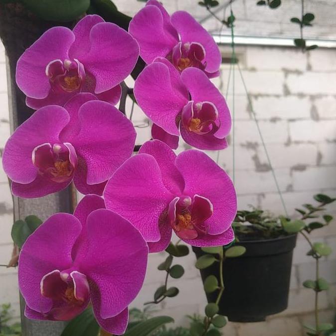 pohon anggrek bulan berbunga 4 pohon