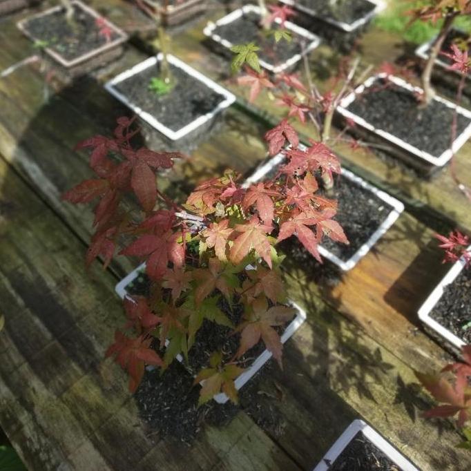 tanaman hias Japanese red maple // bibit bonsai red maple