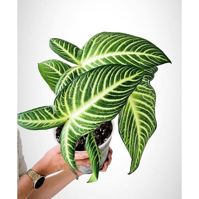 Alocasia Xanthosoma Lindenii / keladi zebra /caladium santosoma lindeni / Alocasia belang zebra