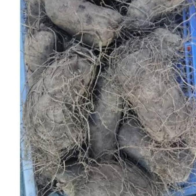 Frutting- Buah Taisu Talas Ungu Keribang Thai Su Uwi Ungu Kalimantan Pontianak