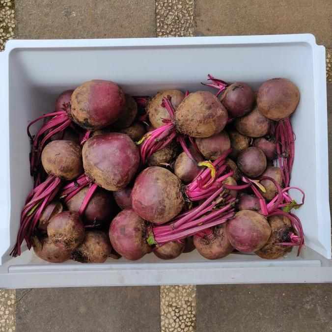 Frutting- Buah Bit / Beet / Beet Root / Beetroot Merah Fresh 1 Kg