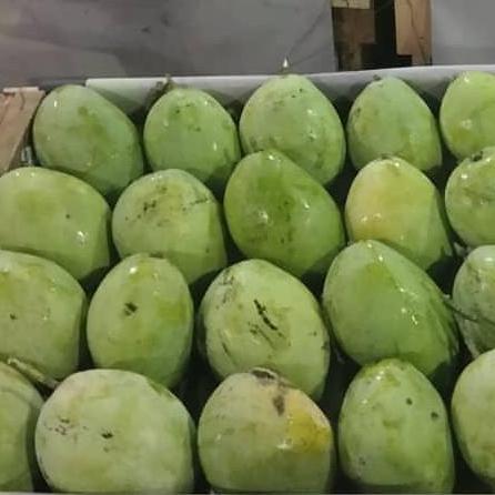 Frutting- Buah Mangga Indramayu Tua Pohon Rujak Asem Manis Ngidam Mentah Muda