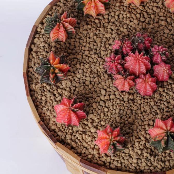 Kaktus / Cactus Gymno LB Variegata / Varigata