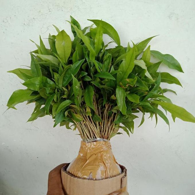 Bibit Gaharu Cabutan 50 batang