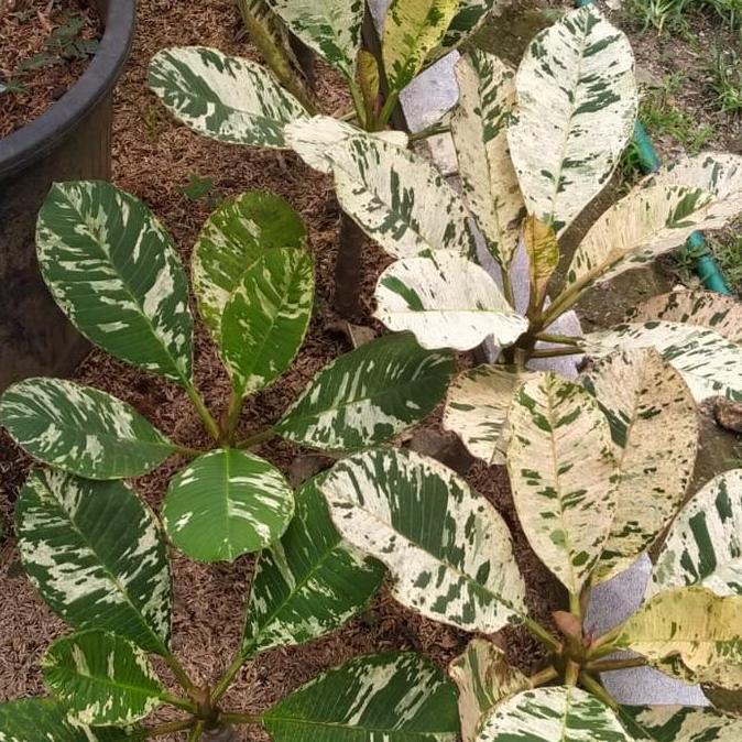 New | Plumeria Varigata