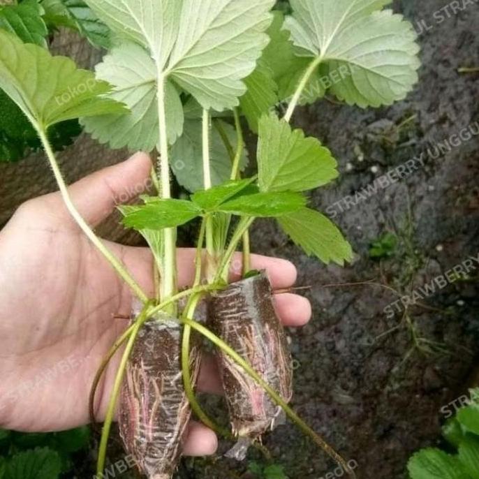 bibit strawberry california jumbo manis