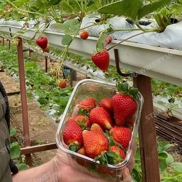 bibit strawberry korea