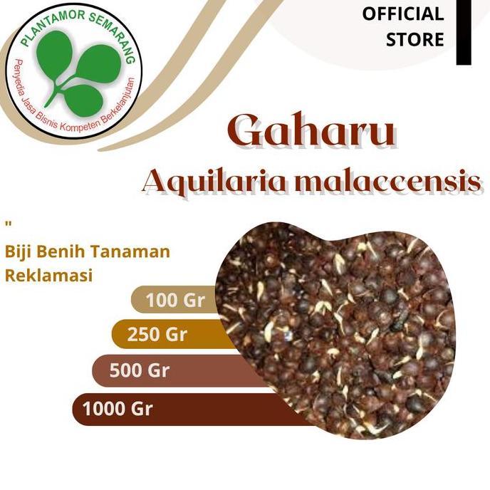 Biji Gaharu (Aquilaria malaccensis)/ Kayu Keras Reklamasi