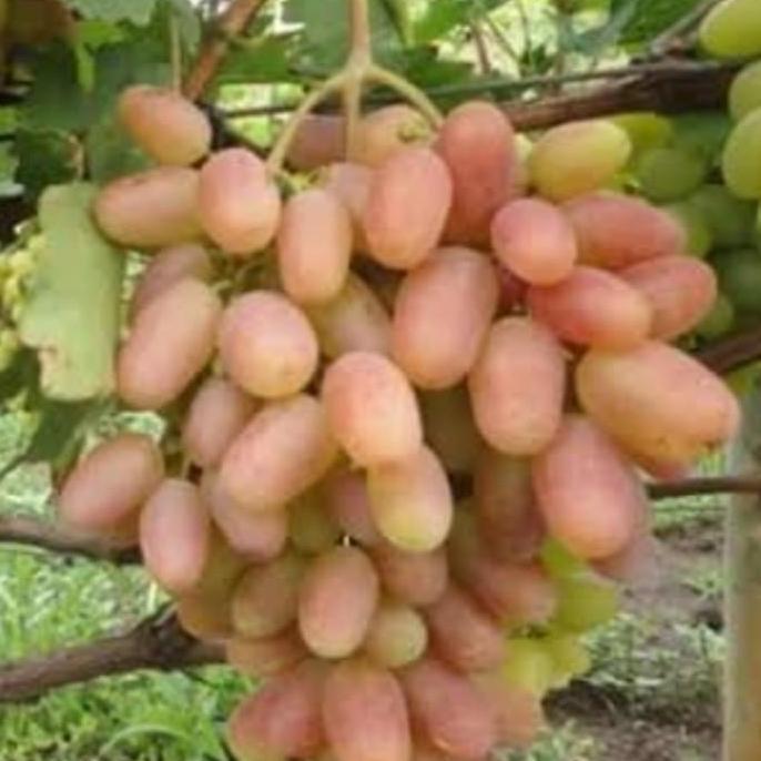 Entres Anggur Import Transfigurasi Trans, Mata Tunas. Hrg per 1 Matun